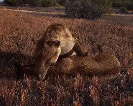 《史前掠食动物》:远古巨兽的血腥盛宴,你准备好了吗?